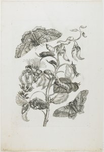 Bruchi, Farfalle e Fiore, 1705-71 da Maria Sibylla Merian